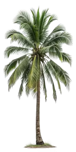 Imagen PNG para descargar